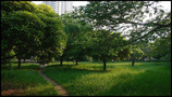 隣の公園01