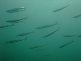 DSCF2321