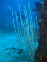 DSCF1685