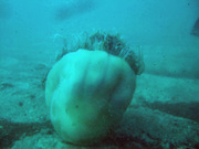 DSCF1385