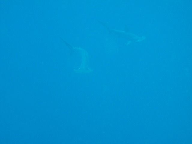 IMG_2207