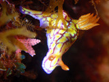 P8136262