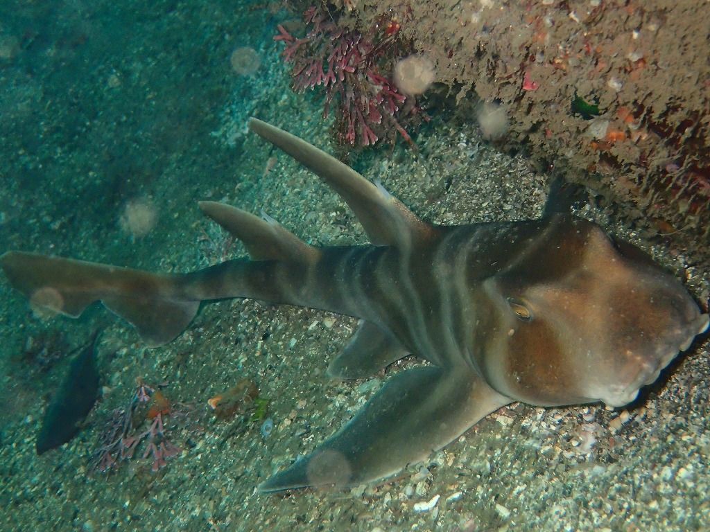 P5134554