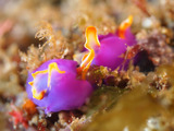 P7254101