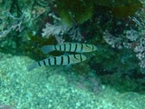 DSCF2039