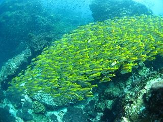 IMG_1181