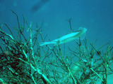 DSCF2090