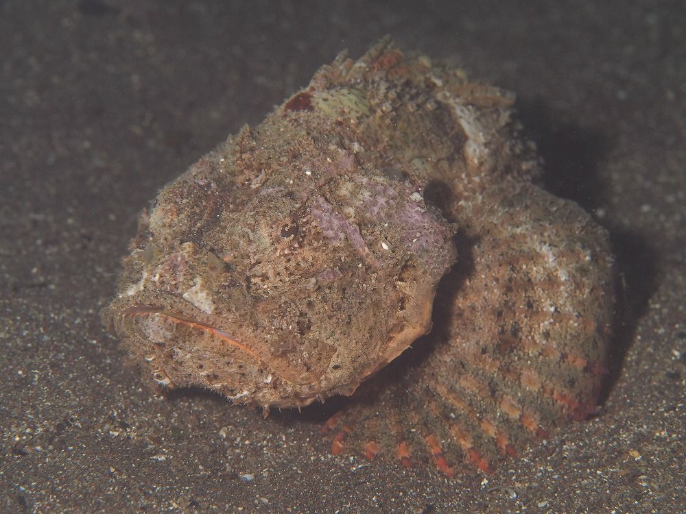 PA070046