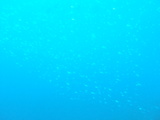 小魚 たくさん
