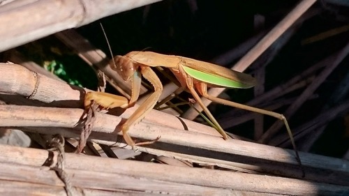 写真1.オオカマキリ