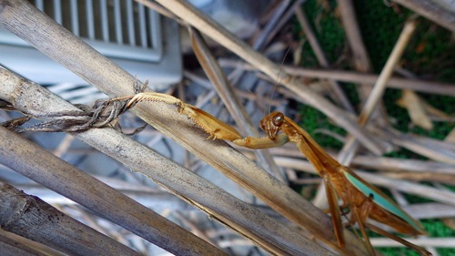 写真3.死んだカマキリ