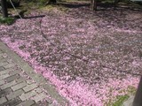 sakura chini