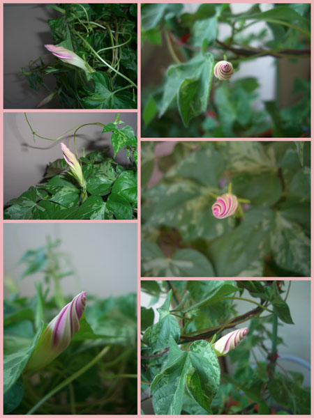 20130911tubomi