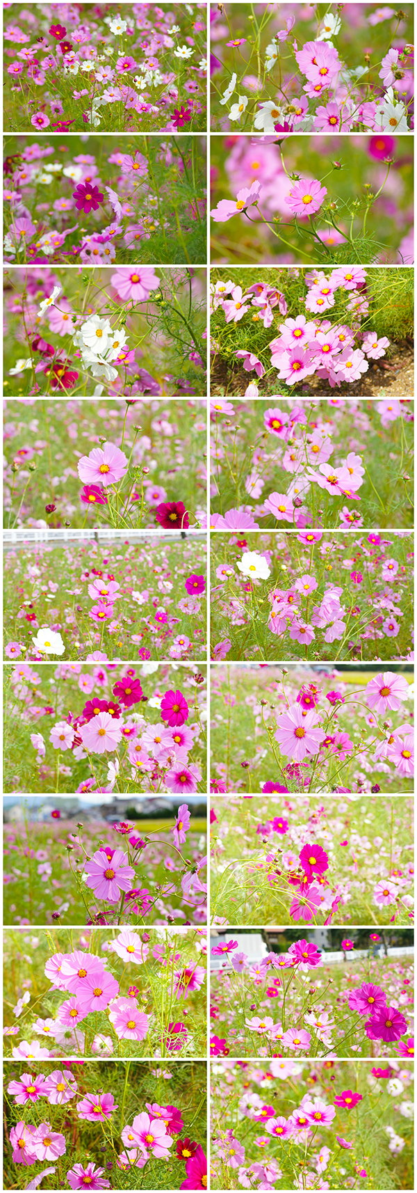 20171018_cosmos