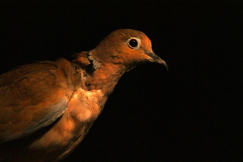 DSC02296