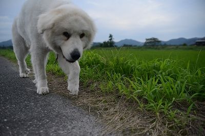 s-DSC_8204