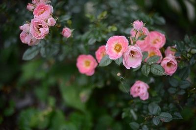 s-DSC_7612
