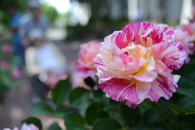 s-DSC_5117