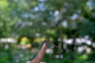 DSC_5603