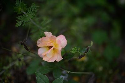 s-DSC_7611