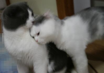 甘える猫2