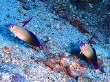 アケボノボノ