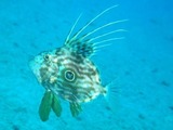 てん1