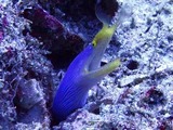 ヒゲハナ①