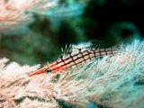 IMG_3960