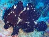 クロアンコウ