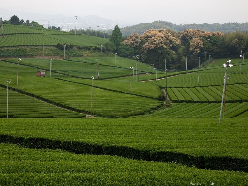 茶
