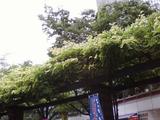 3okuenn