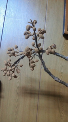 桐の実