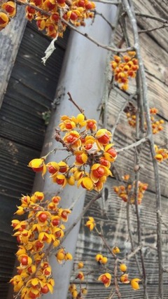 ���󥭥饤