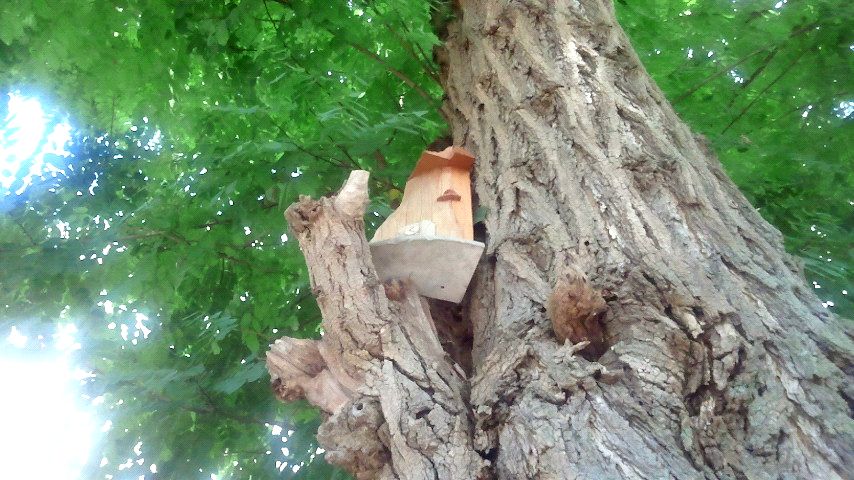 妖精の扉