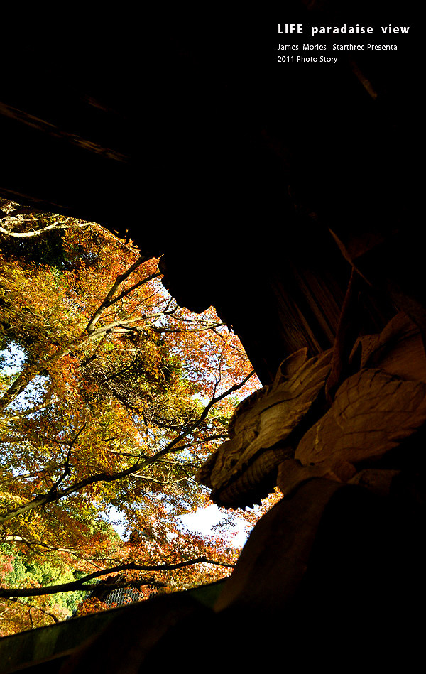 After Summer Leaves 02
