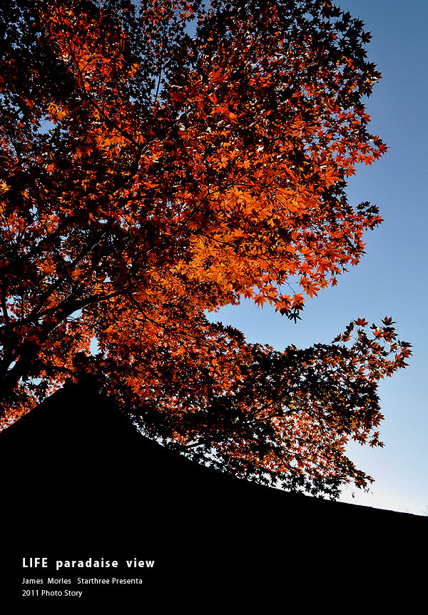 After Summer Leaves 01
