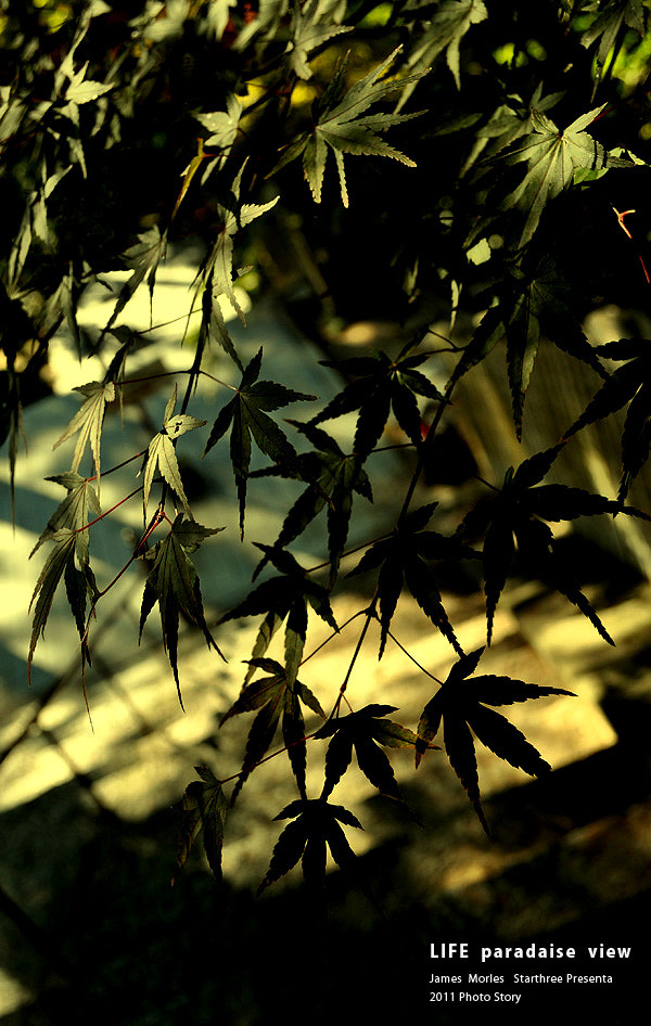 After Summer Leaves 03
