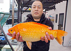 20130305230848kingyo