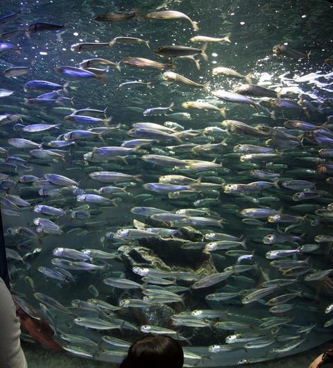 池袋サンシャイン水族館子連れ1
