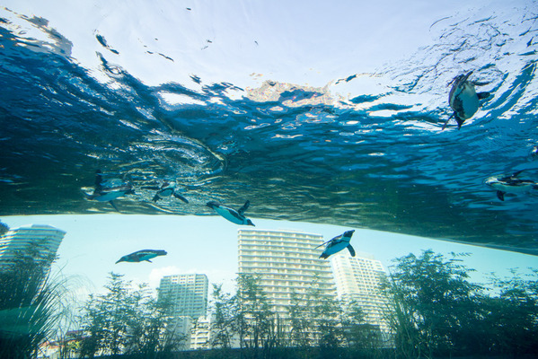 池袋サンシャイン水族館子連れ6