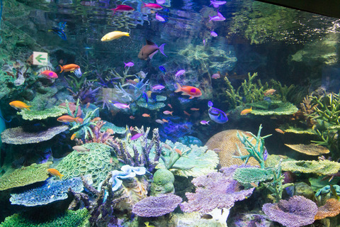 池袋サンシャイン水族館子連れ4