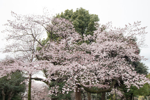 上野公園桜2017