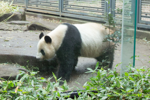上野動物園パンダ