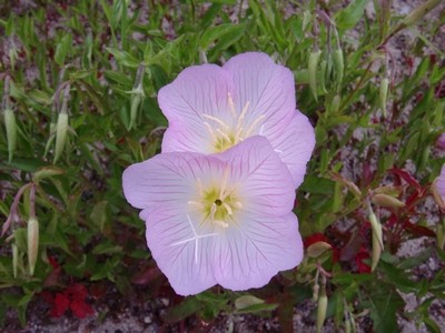 花01