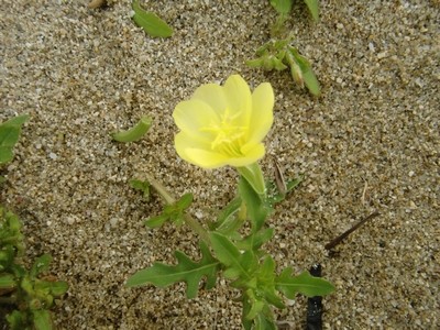 花03