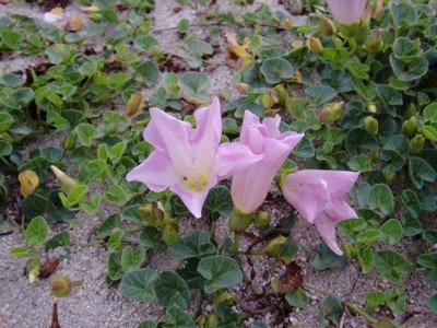 花02