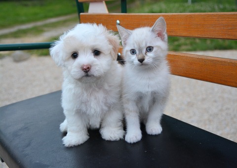 dog-cat-2479948_1920