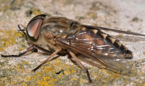 insects-777583_1920