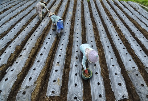 farmer-1178752_1920